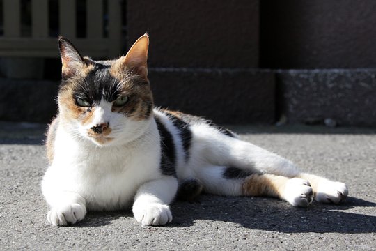 太田区のねこ
