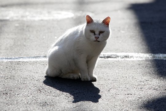 太田区のねこ