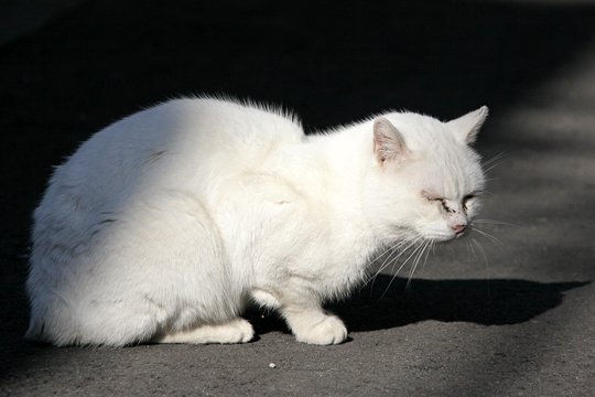 太田区のねこ