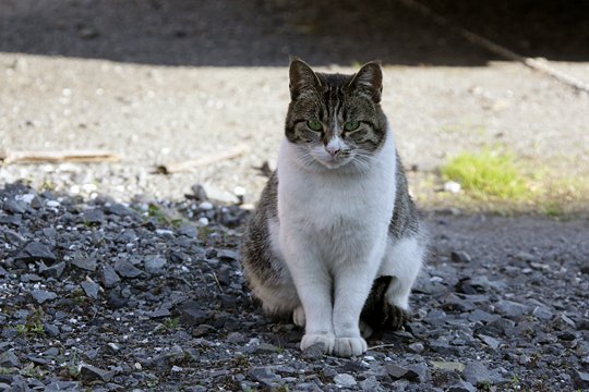 太田区のねこ