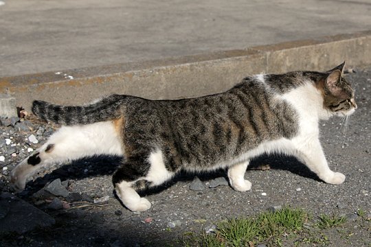 太田区のねこ