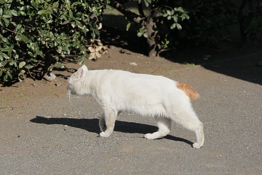 太田区のねこ