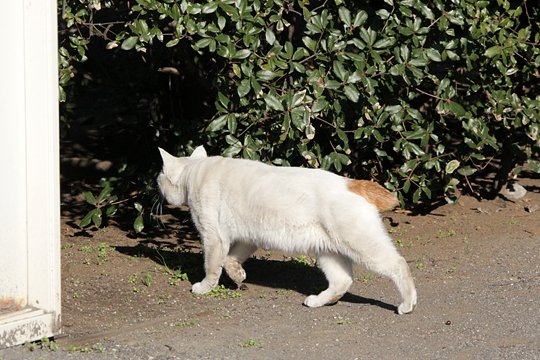 太田区のねこ