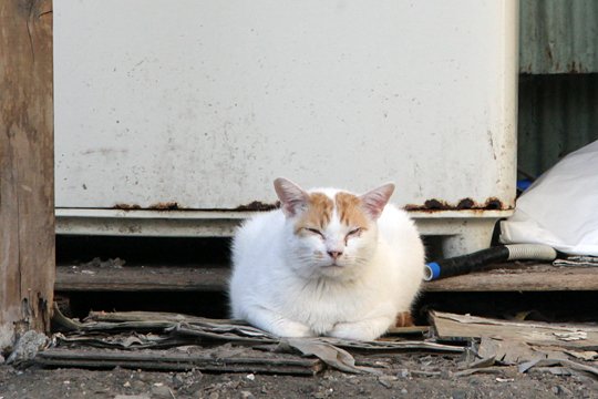 太田区のねこ