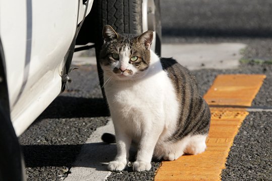 太田区のねこ