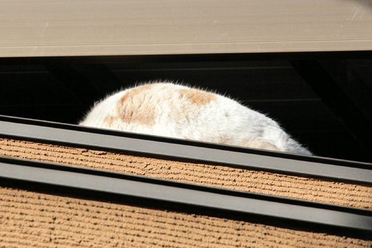 太田区のねこ