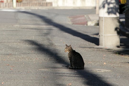 太田区のねこ