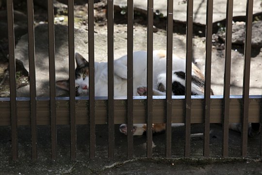 太田区のねこ