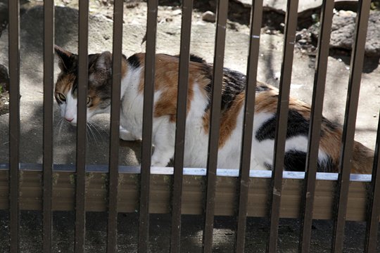 太田区のねこ