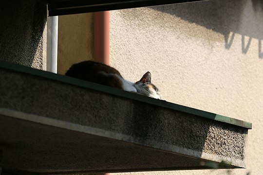 太田区のねこ