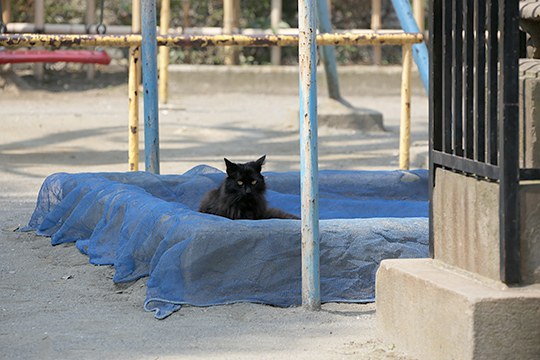 太田区のねこ