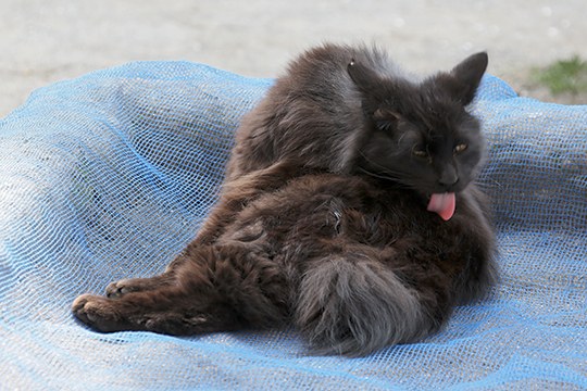 太田区のねこ