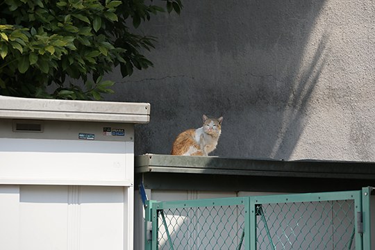 太田区のねこ