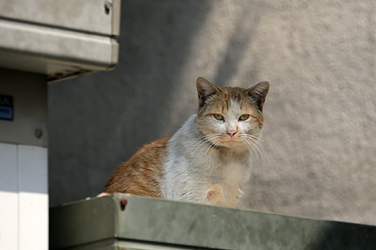 太田区のねこ