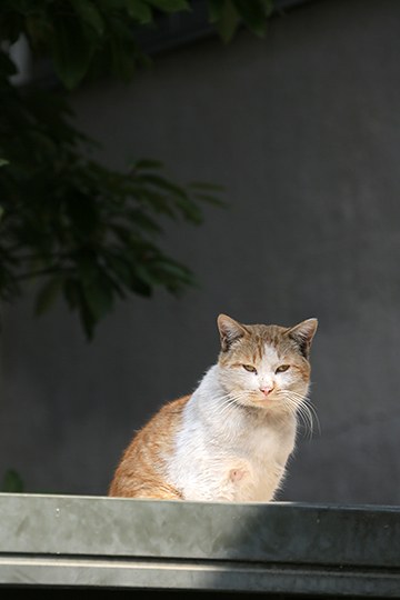 太田区のねこ