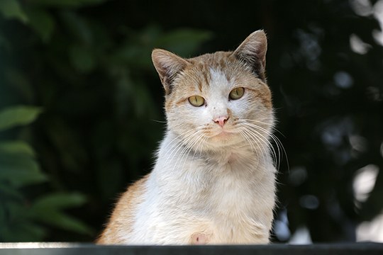 太田区のねこ