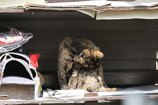 太田区のねこ