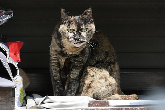 太田区のねこ