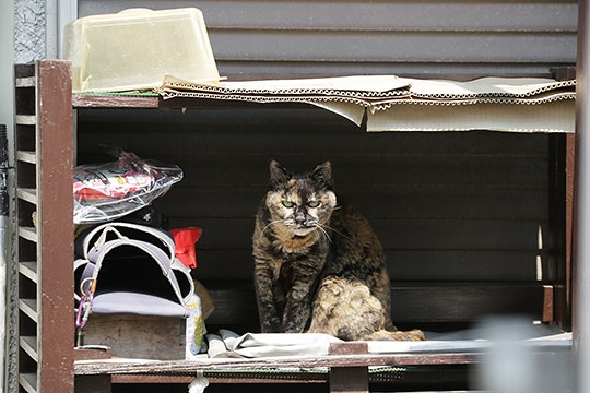 太田区のねこ