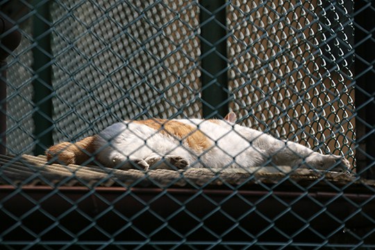 太田区のねこ