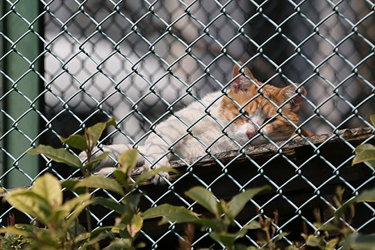 太田区のねこ