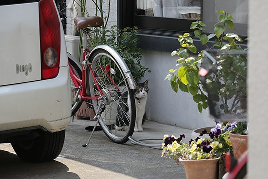 太田区のねこ