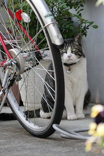 太田区のねこ