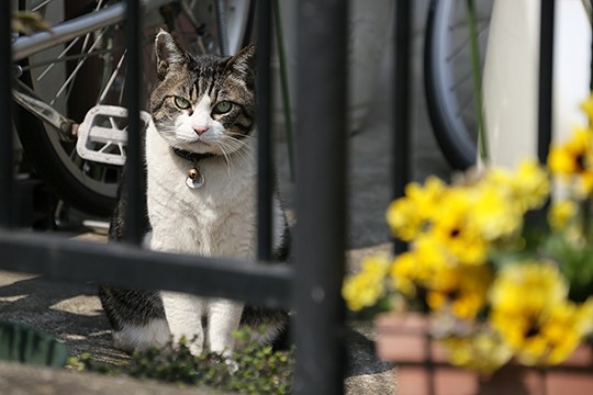 太田区のねこ