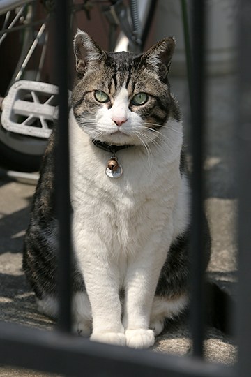 太田区のねこ