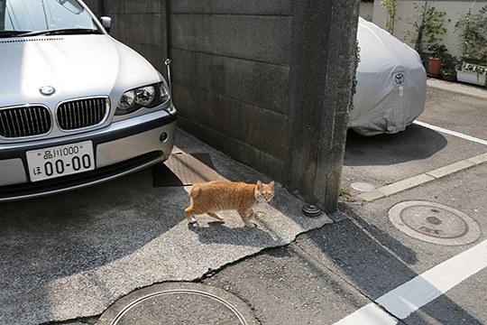 太田区のねこ