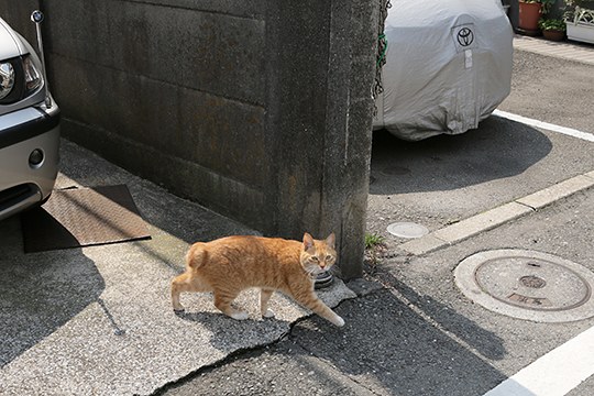 太田区のねこ