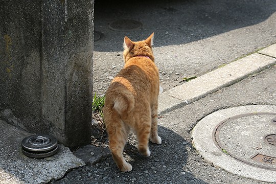 太田区のねこ