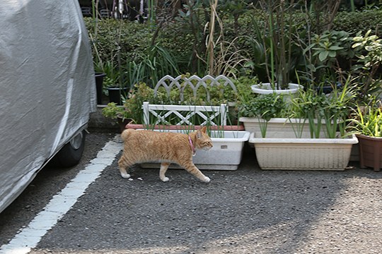 太田区のねこ