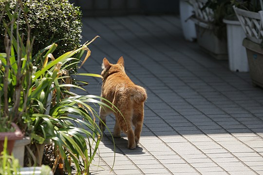 太田区のねこ