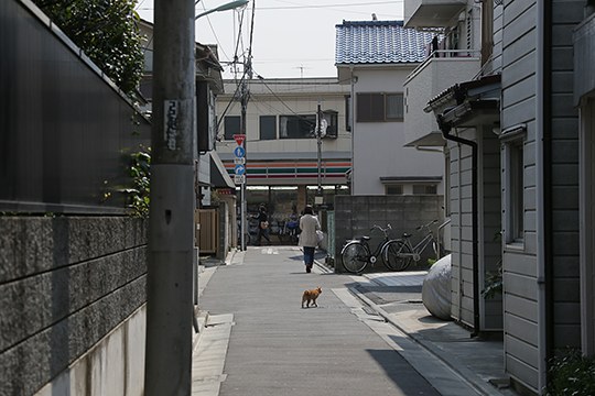 太田区のねこ