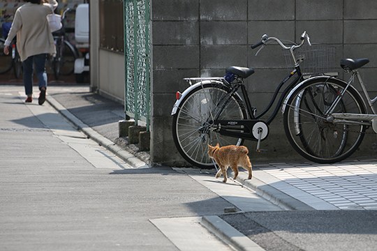 太田区のねこ