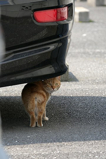 太田区のねこ