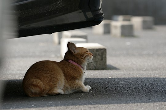 太田区のねこ