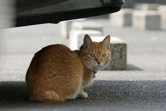 太田区のねこ