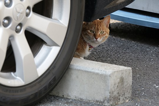 太田区のねこ