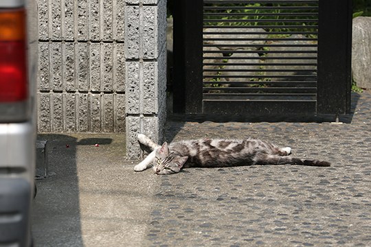 太田区のねこ