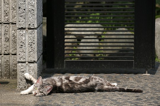 太田区のねこ