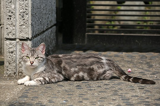 太田区のねこ