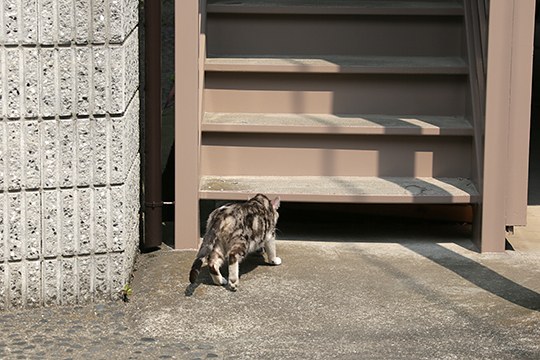 太田区のねこ