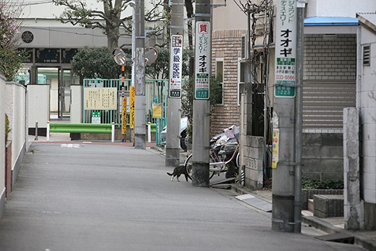 太田区のねこ