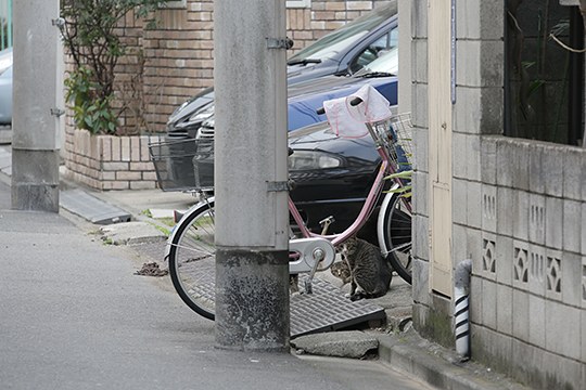 太田区のねこ