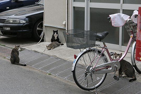 太田区のねこ