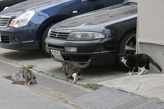 太田区のねこ