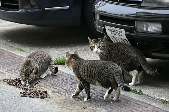 太田区のねこ