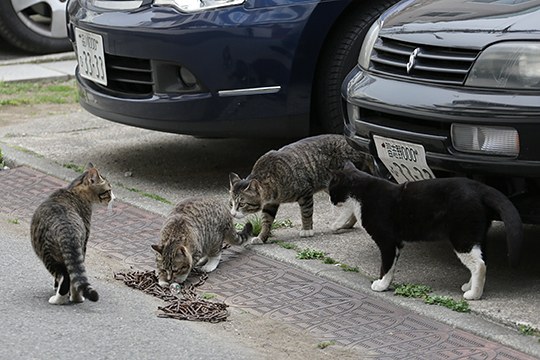 太田区のねこ